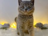 Orji̇nal Safkan British Shorthair Blue