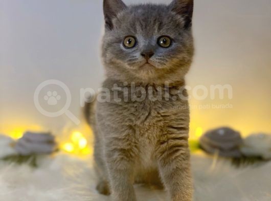 Orji̇nal Safkan British Shorthair Blue