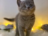 Orji̇nal Safkan British Shorthair Blue
