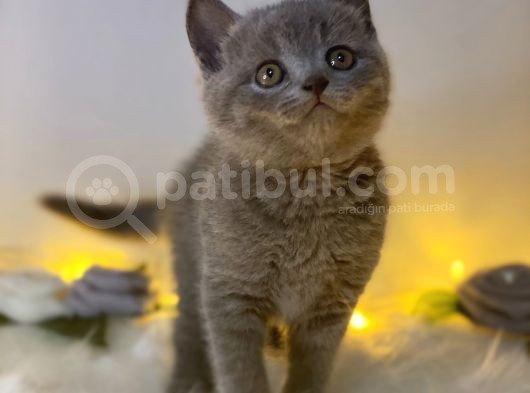 Orji̇nal Safkan British Shorthair Blue görsel
