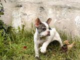 Muhtesem Surat French Bulldog Yavrularimiz