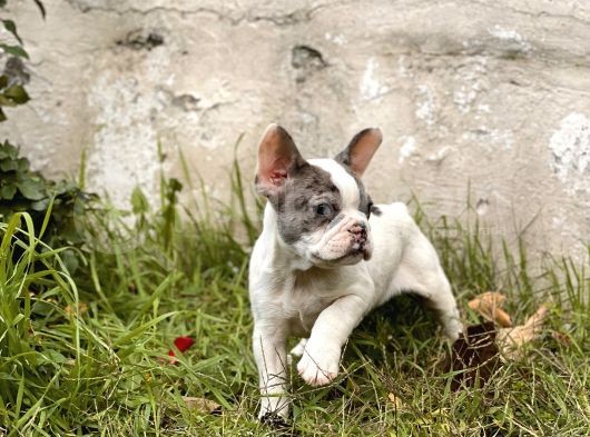 Muhtesem Surat French Bulldog Yavrularimiz görsel