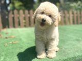 Apricot Poodle Bebeklerimiz