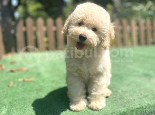 Apricot Poodle Bebeklerimiz