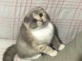 Aşılı Ve Karneli Scottish Fold Dişi Yavru