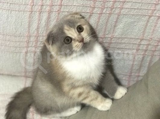 Aşılı Ve Karneli Scottish Fold Dişi Yavru görsel