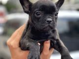 Show Kalite French Bulldog Yavrularimiz