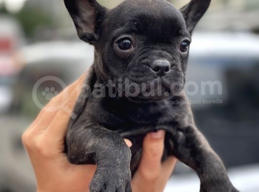 Show Kalite French Bulldog Yavrularimiz görsel