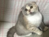 Aşılı ve Karneli Scottish Fold Dişi Yavru