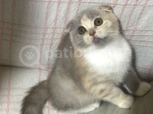 Aşılı Ve Karneli Scottish Fold Dişi Yavru
