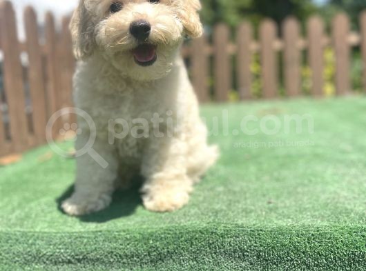 Apricot Poodle Bebeklerimiz görsel