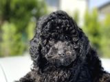 Siyah Küt Burun Toy Poodle Bebekler