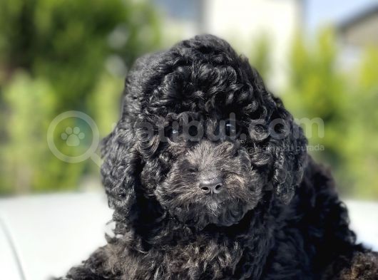 Siyah Küt Burun Toy Poodle Bebekler görsel