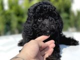 Siyah Küt Burun Toy Poodle Bebekler