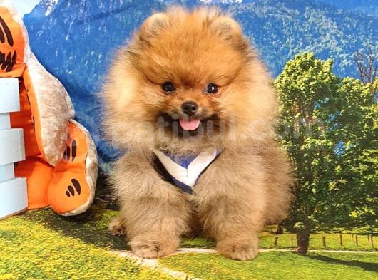 Teddy Face Pomeranian Boo Yavrularımız görsel