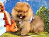 Teddy Face Pomeranian Boo Yavrularımız