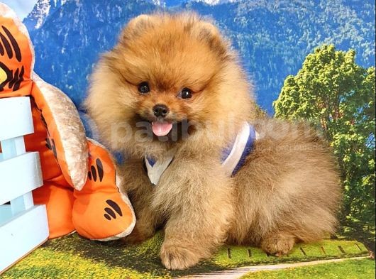 Teddy Face Pomeranian Boo Yavrularımız görsel