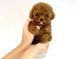 Irk Ve Sağlık Garantili Red Toy Poodle Yavrulari