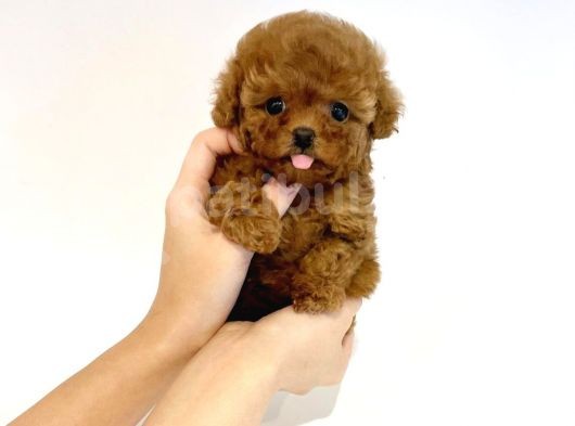 Irk Ve Sağlık Garantili Red Toy Poodle Yavrulari görsel