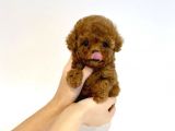 Irk Ve Sağlık Garantili Red Toy Poodle Yavrulari