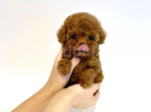 Irk Ve Sağlık Garantili Red Toy Poodle Yavrulari görsel
