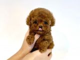 Irk Ve Sağlık Garantili Red Toy Poodle Yavrulari