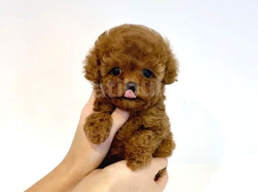 Irk Ve Sağlık Garantili Red Toy Poodle Yavrulari görsel