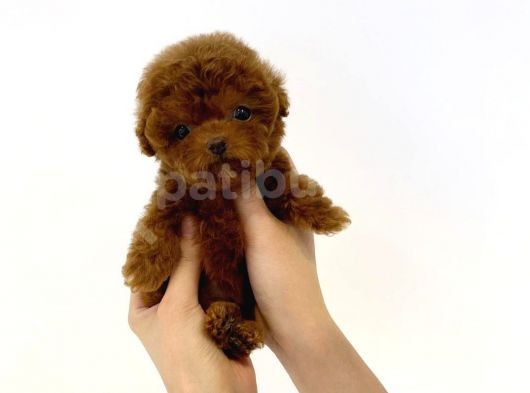 Irk Ve Sağlık Garantili Red Toy Poodle Yavrulari