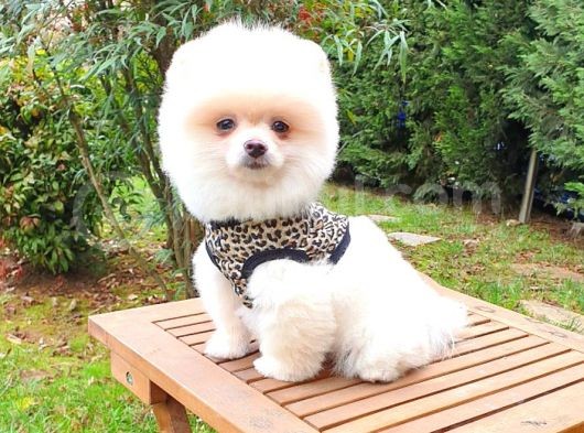 Satılık Pomeranian Boo Teddy Bear Yavrular görsel