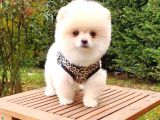 Satılık Pomeranian Boo Teddy Bear Yavrular