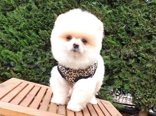 Satılık Pomeranian Boo Teddy Bear Yavrular