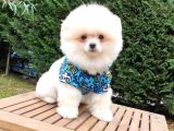 Teddy Face Pomeranian Boo Yavrularımız
