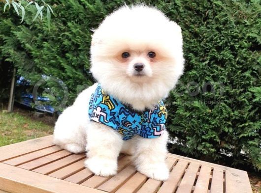 Teddy Face Pomeranian Boo Yavrularımız görsel