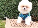 Teddy Face Pomeranian Boo Yavrularımız