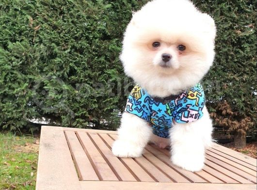 Teddy Face Pomeranian Boo Yavrularımız görsel