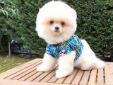 Teddy Face Pomeranian Boo Yavrularımız