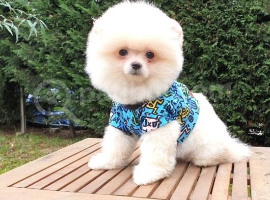 Teddy Face Pomeranian Boo Yavrularımız görsel