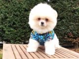 Teddy Face Pomeranian Boo Yavrularımız