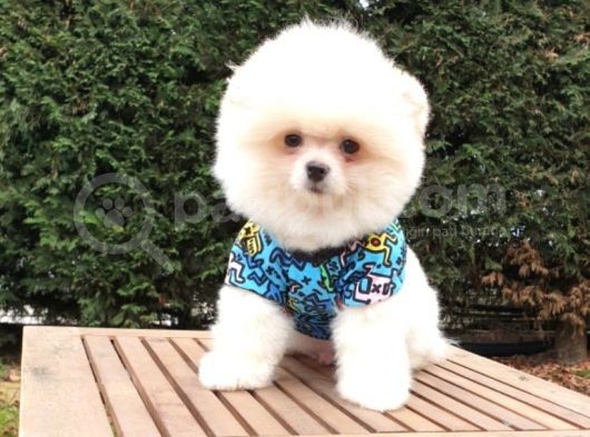 Teddy Face Pomeranian Boo Yavrularımız görsel