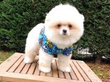 Teddy Face Pomeranian Boo Yavrularımız