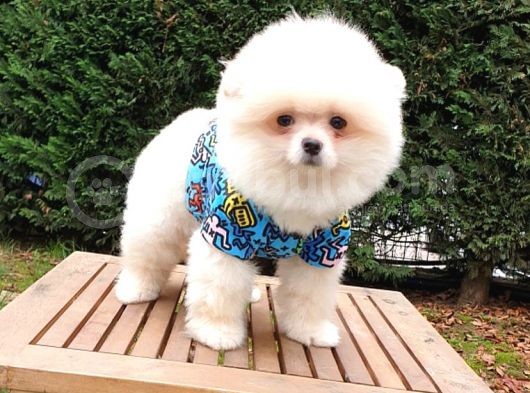 Teddy Face Pomeranian Boo Yavrularımız görsel