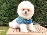 Teddy Face Pomeranian Boo Yavrularımız