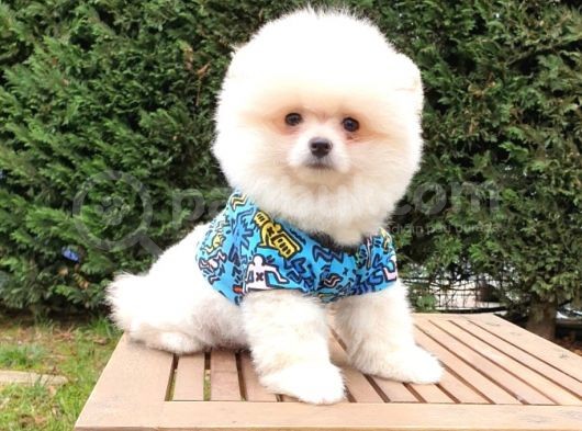 Teddy Face Pomeranian Boo Yavrularımız