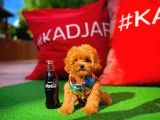 Red Toy Poodle Yavrumuz