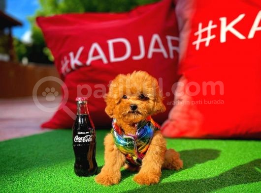 Red Toy Poodle Yavrumuz