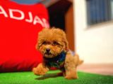 Red Toy Poodle Yavrumuz