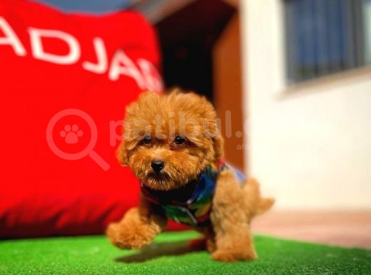 Red Toy Poodle Yavrumuz görsel