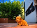 Red Toy Poodle Yavrumuz