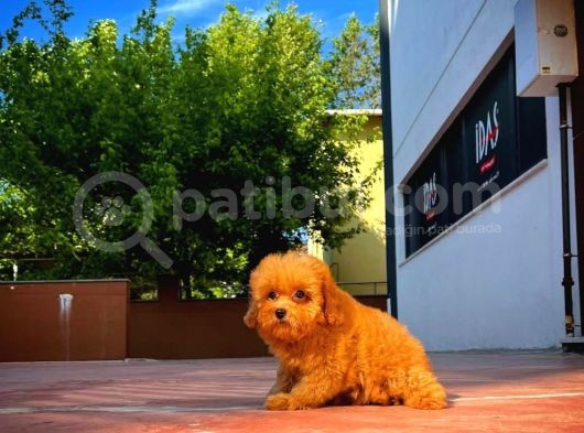 Red Toy Poodle Yavrumuz görsel