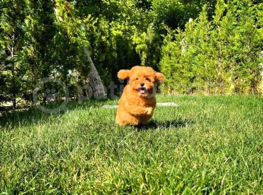 Red Toy Poodle Yavrumuz görsel